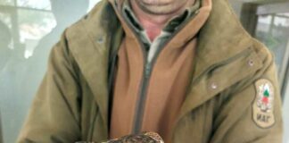 Малък ястреб