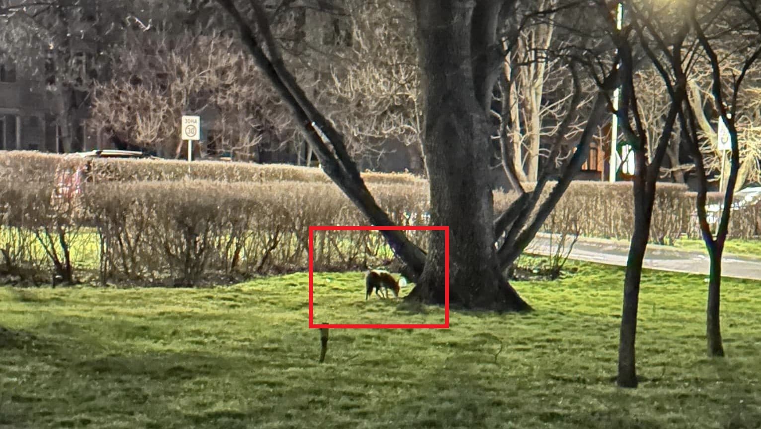 От екоминистерството ще проверят дали идват от Атанасовското езеро