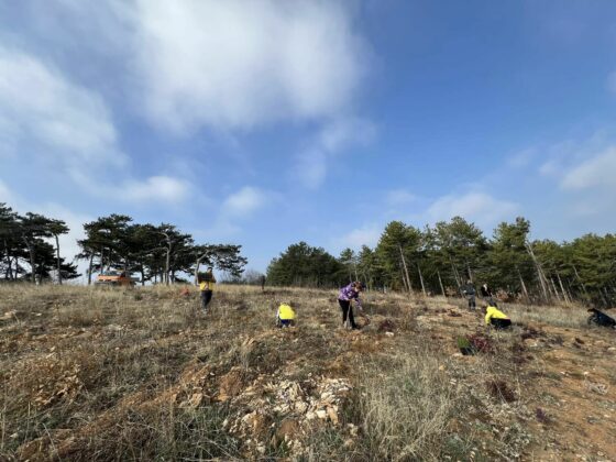 Засаждане на дървета