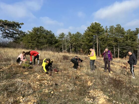 Засаждане на дървета