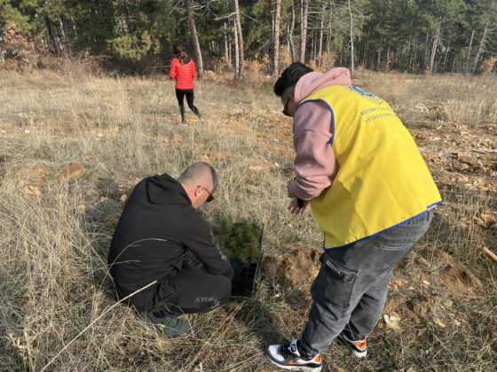 Засаждане на дървета