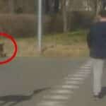 Агресивно куче