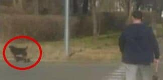 Агресивно куче