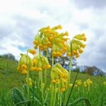 Лечебна иглика