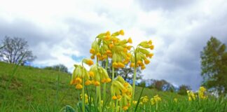 Лечебна иглика