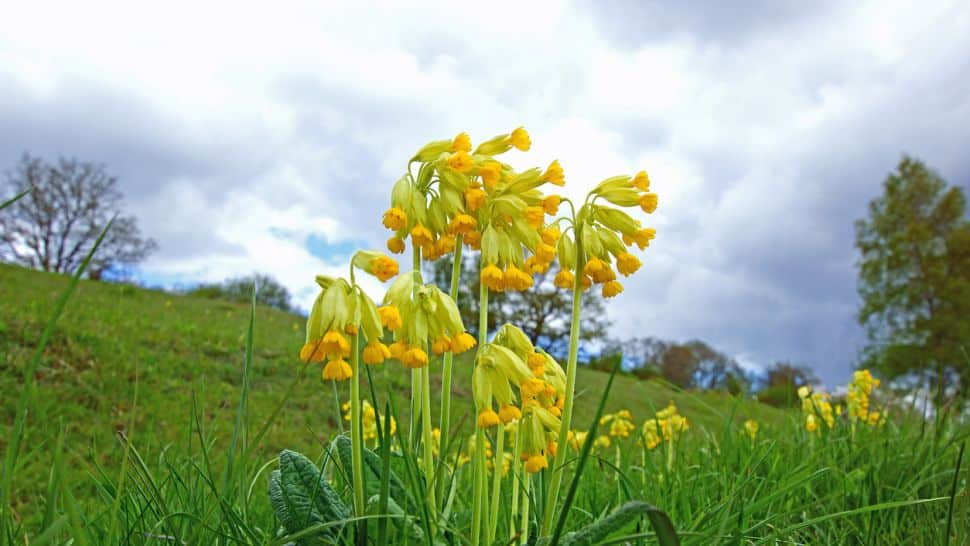 Със своя заповед директорът на Регионалната инспекция по околната среда