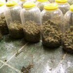 Марихуаната