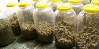 Марихуаната