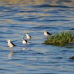 Защитена територия