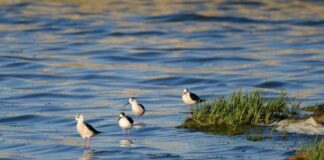 Защитена територия