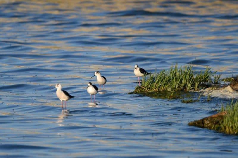 В един значим ход към опазването на природното наследство на