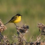 Защитена територия