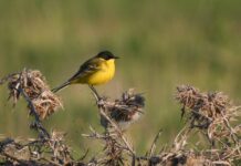 Защитена територия