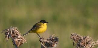 Защитена територия