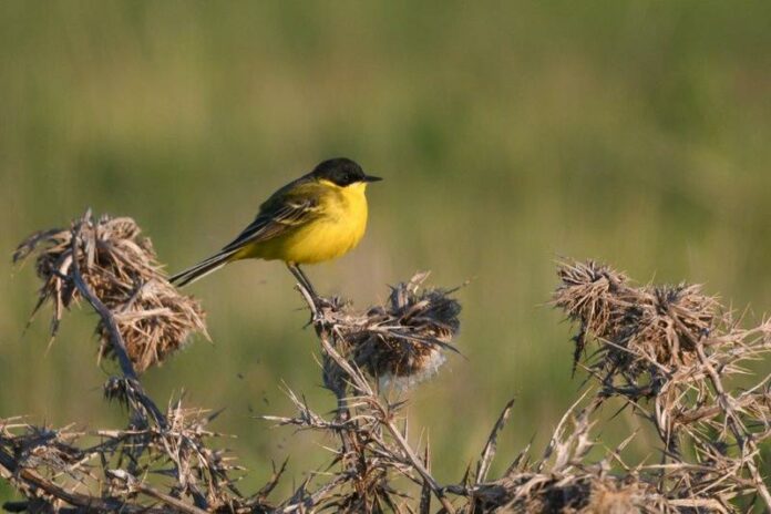 Защитена територия