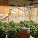 Наркооранжерия