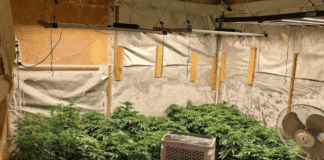 Наркооранжерия