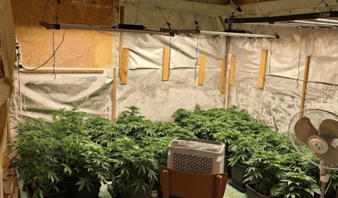 Наркооранжерия