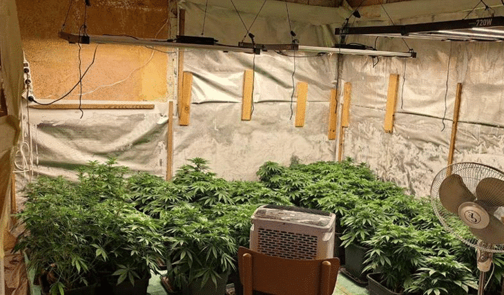 Голяма наркооранжерия бе разкрита в Пазарджишко Операцията е била проведена