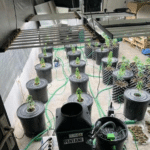 Наркооранжерията