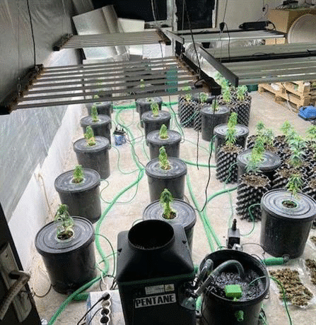 Наркооранжерията