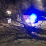 Паднало дърво