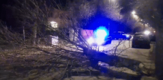 Паднало дърво