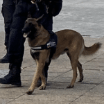 Полицейско куче