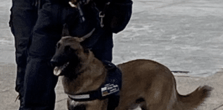 Полицейско куче