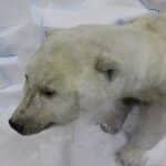 Препарирана полярна мечка