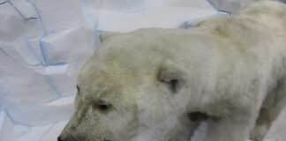 Препарирана полярна мечка