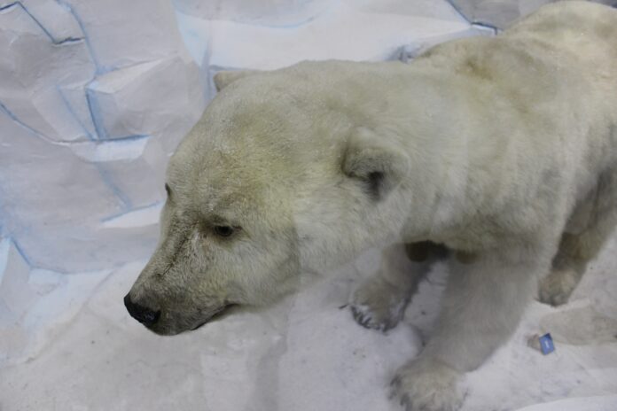 Препарирана полярна мечка