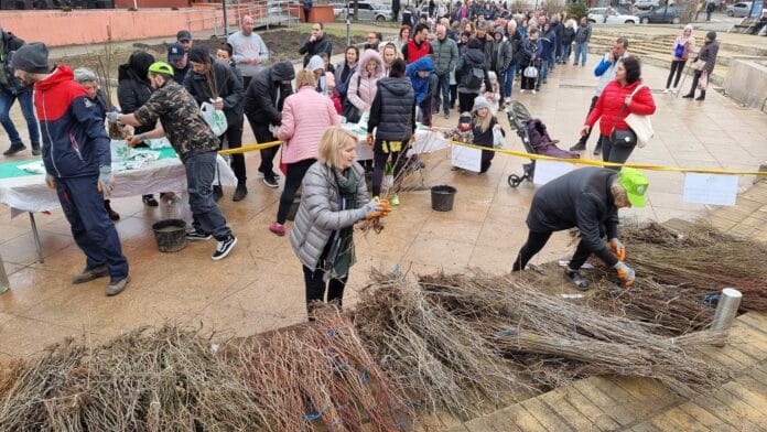 Раздаване на дръвчета в Сливница