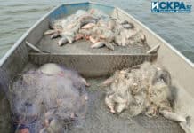 Уловена риба в язовир Мандра