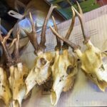 Ловни трофеи