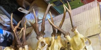 Ловни трофеи