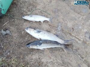 Акция на ИАРА