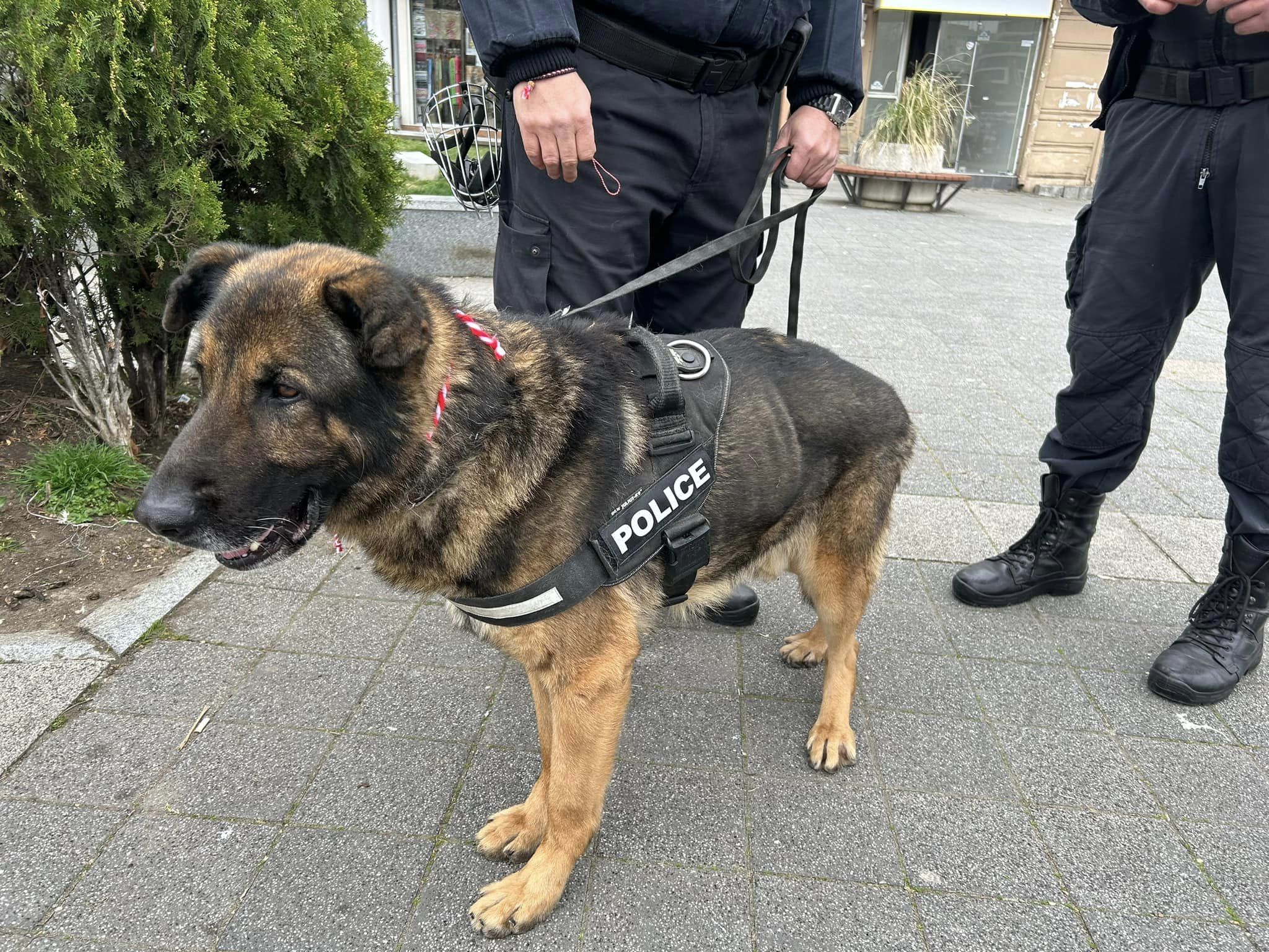 Служебното куче Бим на патрулиращия в центъра на Бургас полицейски
