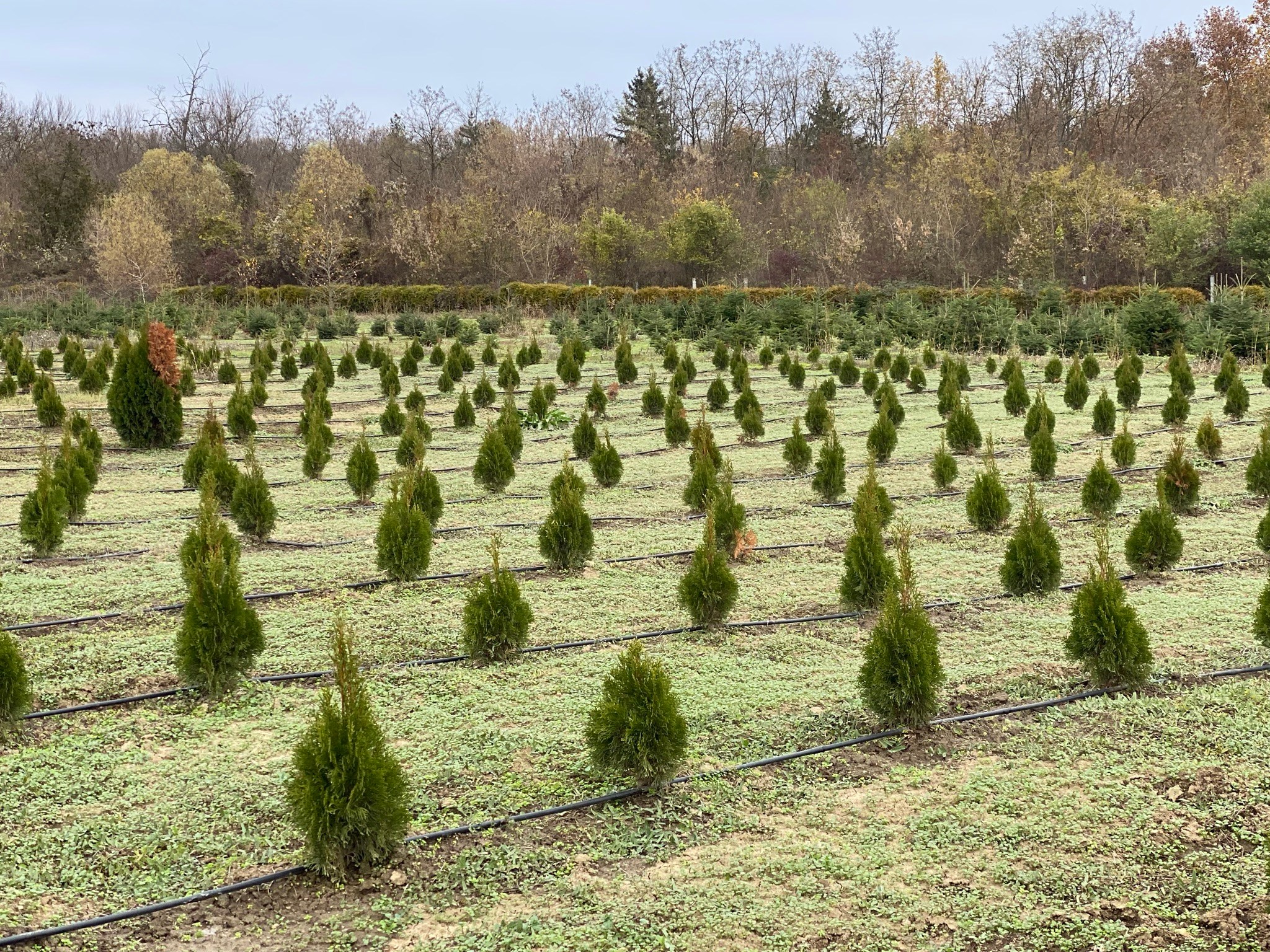 По случай предстоящия професионален празник на лесовъдите горските служители и