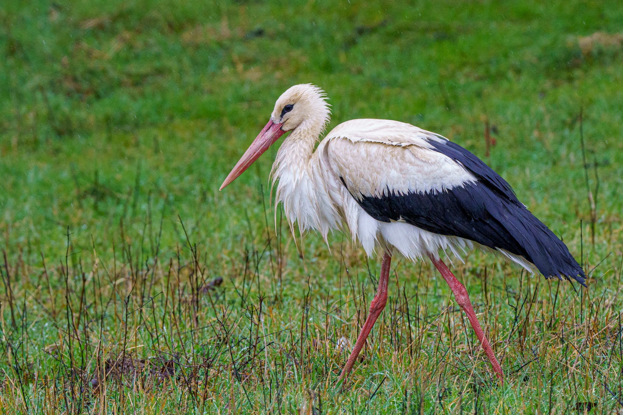 Множество сигнали за пострадали бели щъркели постъпиха в Регионална инспекция