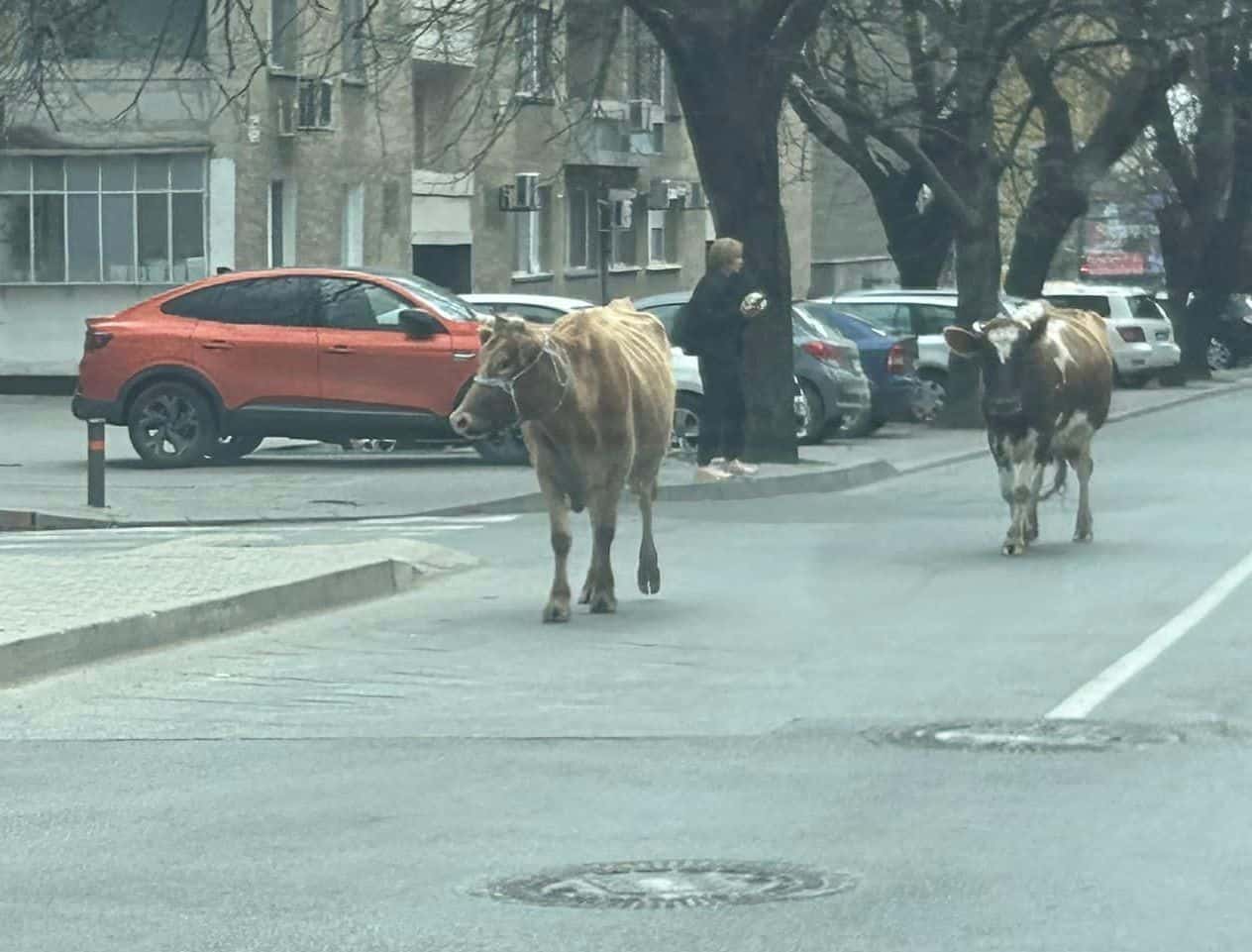Две крави са се разходили по централна улица в Стара