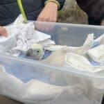 Бебе лешоядче