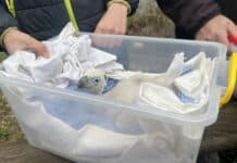 Бебе лешоядче