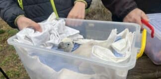 Бебе лешоядче