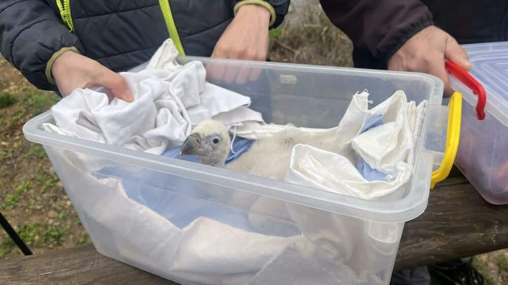 Бебето лешоядче излюпено в Спасителния център за диви животни на