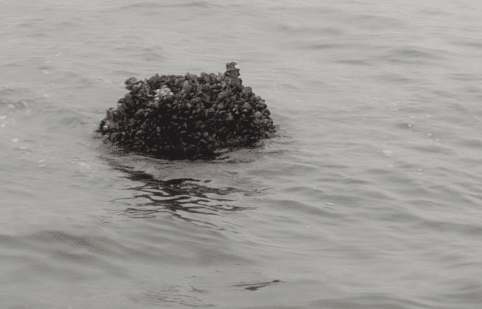 Плаващата мина открита край и унищожена от военноморските сили е