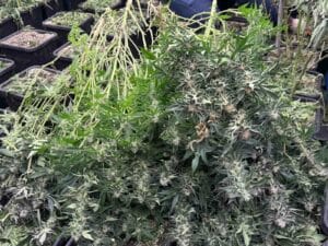 Наркооранжерия