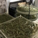 Наркооранжерия