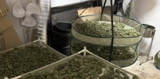 Наркооранжерия