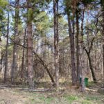 Паднали клони